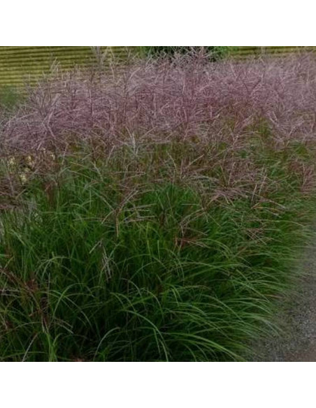 Miskant chiński Miscanthus sinensis Ferner Osten