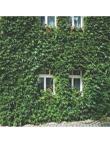 Parthenocissus tricuspidata Winobluszcz trójklapowy