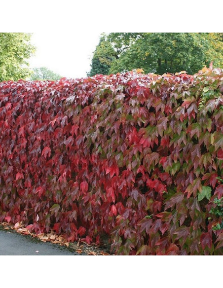 Parthenocissus tricuspidata trójklapowy Winobluszcz