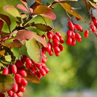 Berberis koreana Berberys koreański 2