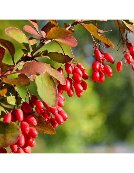 Berberys koreański Berberis koreana