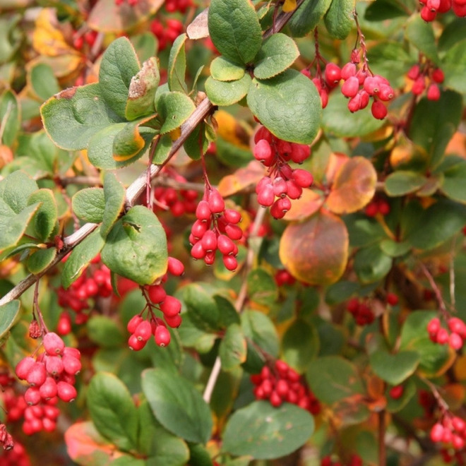 Berberis koreana Berberys koreański