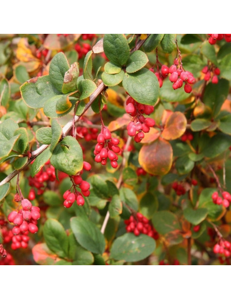 Berberis koreana Berberys koreański