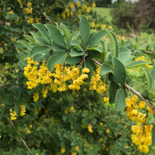 koreański Berberys Berberis koreana