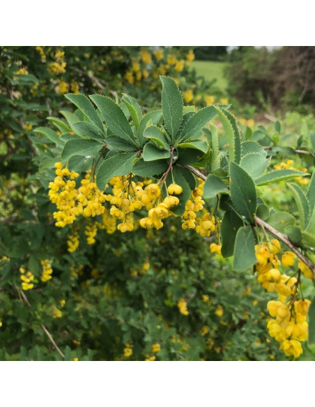 koreański Berberys Berberis koreana