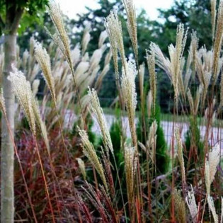 Miskant chiński Dronning Ingrid Miscanthus sinensis