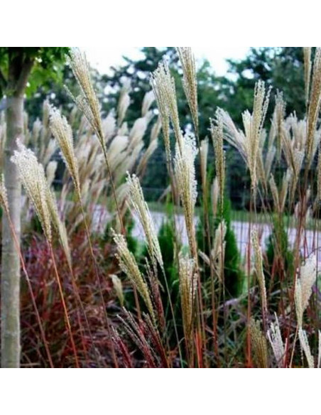 Miskant chiński Dronning Ingrid Miscanthus sinensis