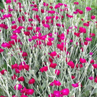 Firletka kwiecista Lychnis coronaria