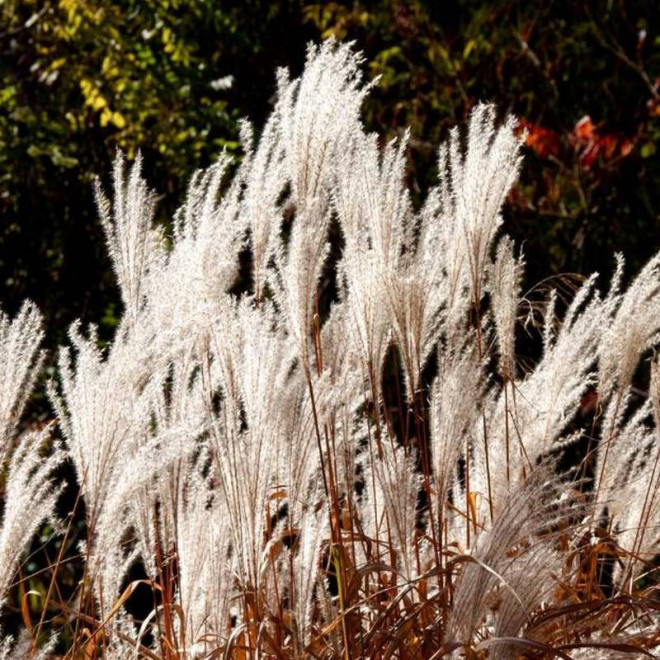 Miskant chiński Miscanthus sinensis Dronning Ingrid