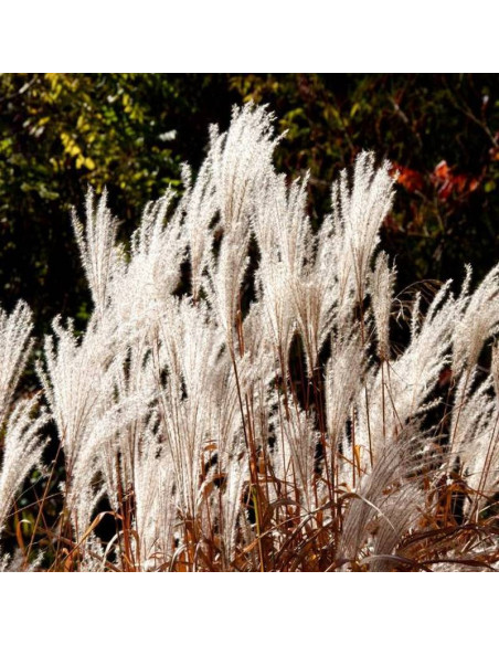 Miskant chiński Miscanthus sinensis Dronning Ingrid