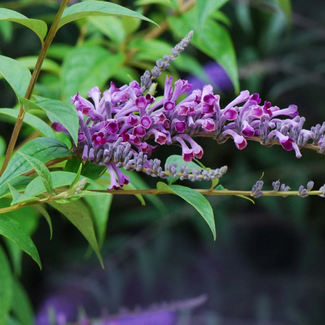 Budleja Lindleya Buddleia lindleyana