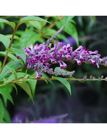 Budleja Lindleya Buddleia lindleyana