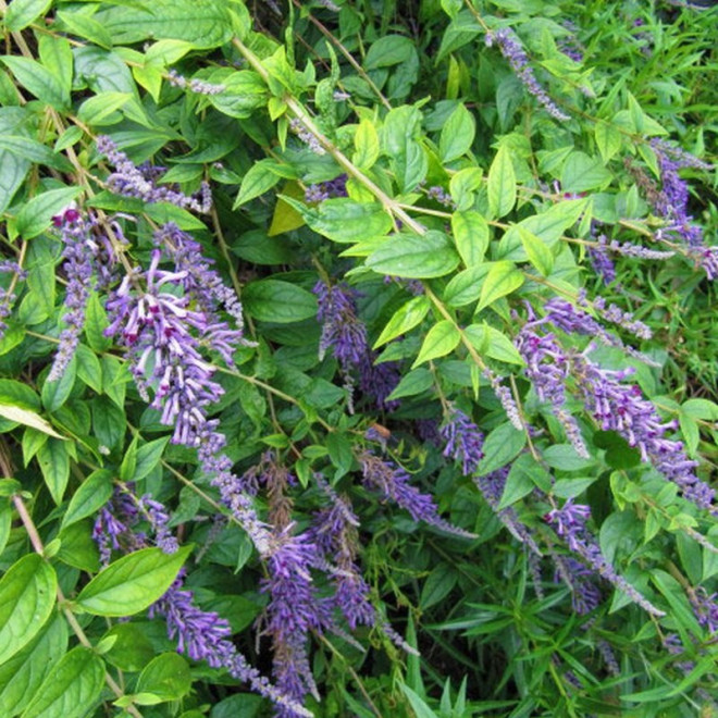 Buddleia lindleyana Budleja Lindleya