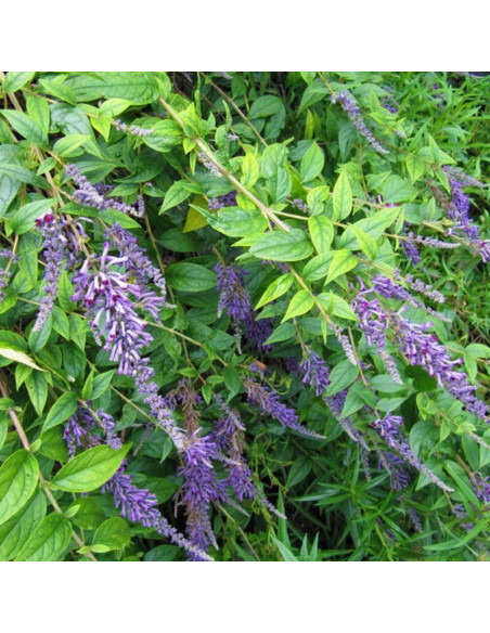 Buddleia lindleyana Budleja Lindleya