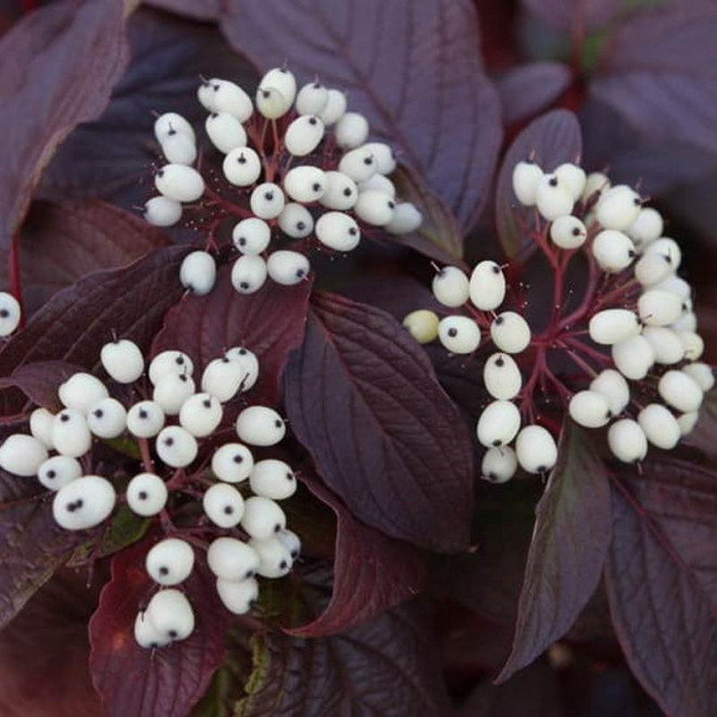 Cornus alba Dereń biały Siberian Pearls