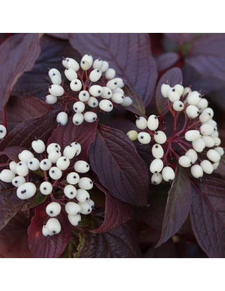 Cornus alba Dereń biały Siberian Pearls