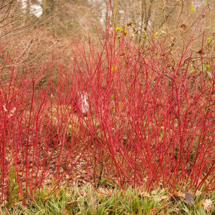 Cornus alba Dereń biały Siberian Pearls 2