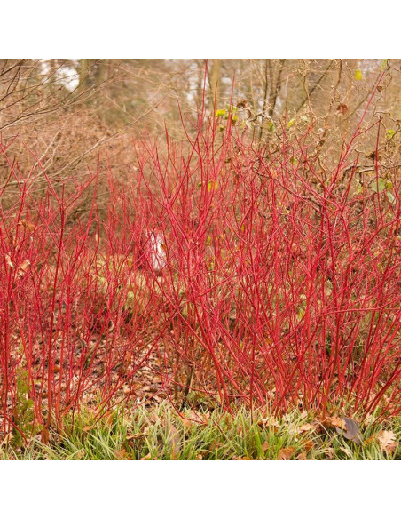 Siberian Pearls Dereń biały Cornus alba
