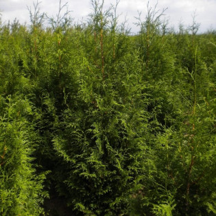Żywotnik olbrzymi Martin Thuja plicata 2