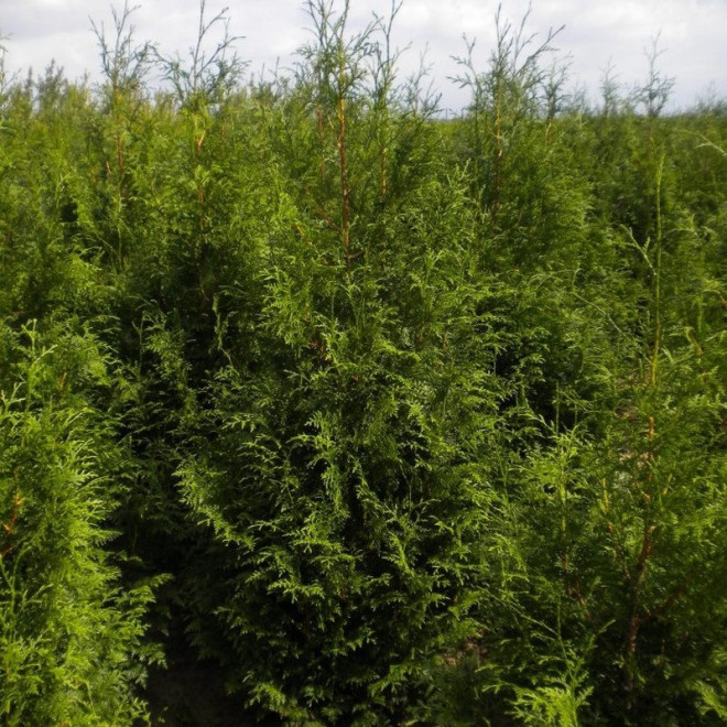 Martin Thuja plicata Żywotnik olbrzymi