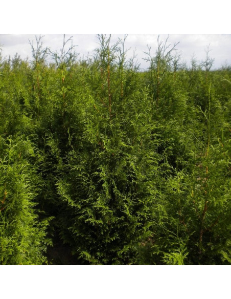 Martin Thuja plicata Żywotnik olbrzymi