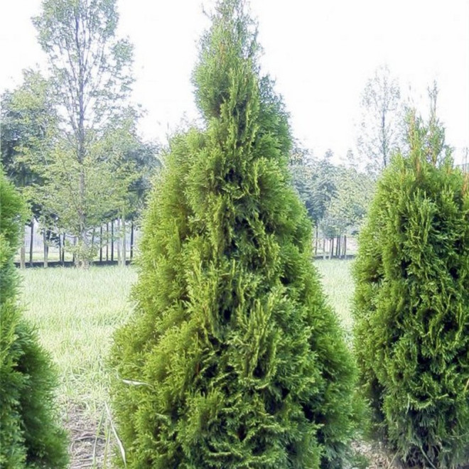 Martin Żywotnik olbrzymi Thuja plicata