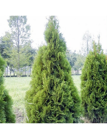 Martin Żywotnik olbrzymi Thuja plicata