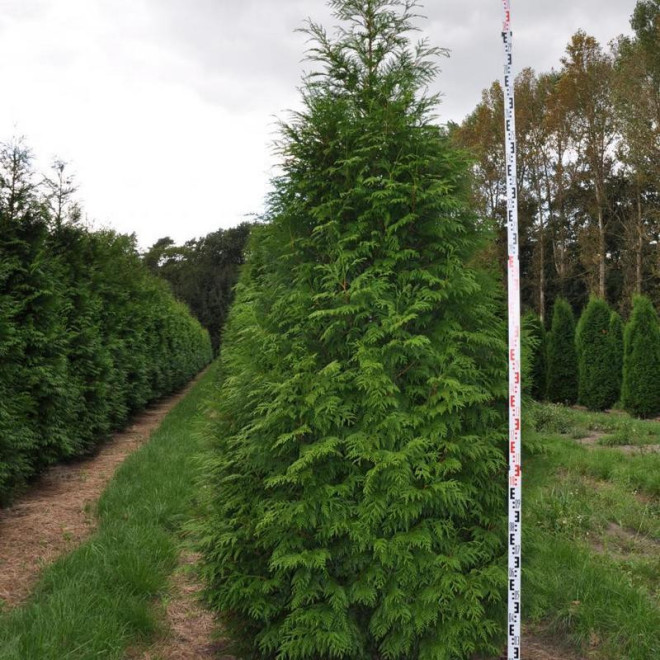 Żywotnik olbrzymi Martin Thuja plicata