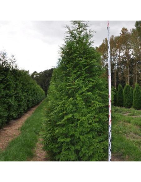 Żywotnik olbrzymi Martin Thuja plicata