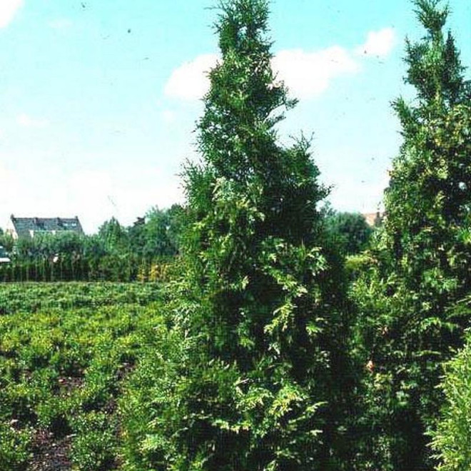 Dura Thuja plicata Żywotnik olbrzymi