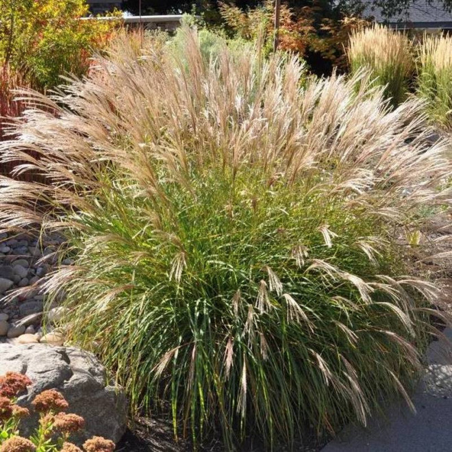 Miskant chiński Adagio Miscanthus sinensis