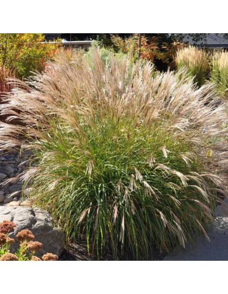 Miskant chiński Adagio Miscanthus sinensis