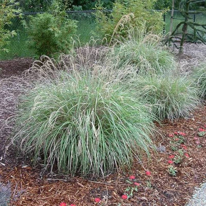 Miskant Miscanthus sinensis chiński Adagio