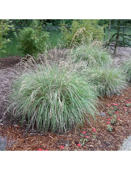 Miskant Miscanthus sinensis chiński Adagio