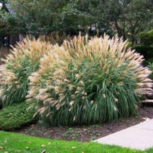 Miscanthus sinensis Miskant chiński Adagio