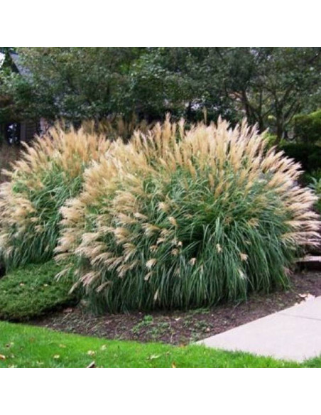 Miscanthus sinensis Miskant chiński Adagio