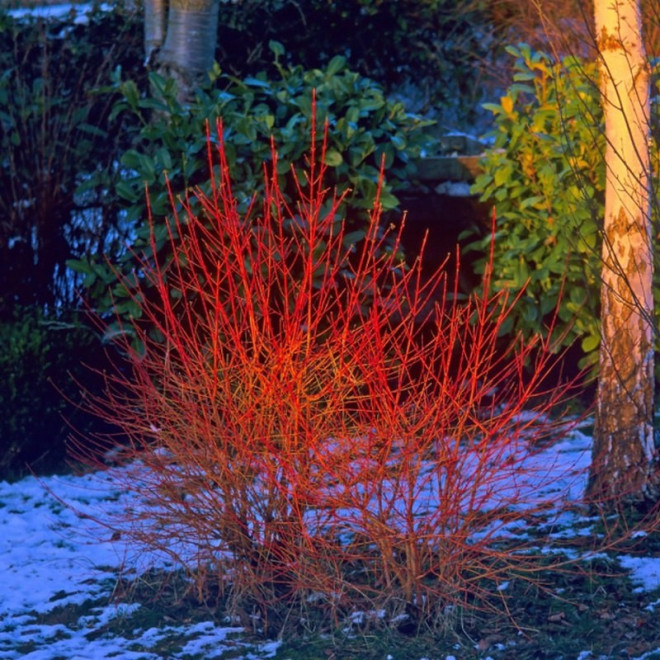 Cornus sanguinea Dereń Winter Flame