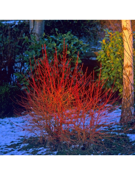 Cornus sanguinea Dereń Winter Flame