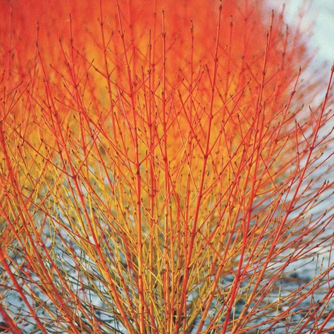 Winter Flame Dereń Cornus sanguinea