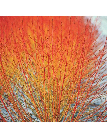 Winter Flame Dereń Cornus sanguinea