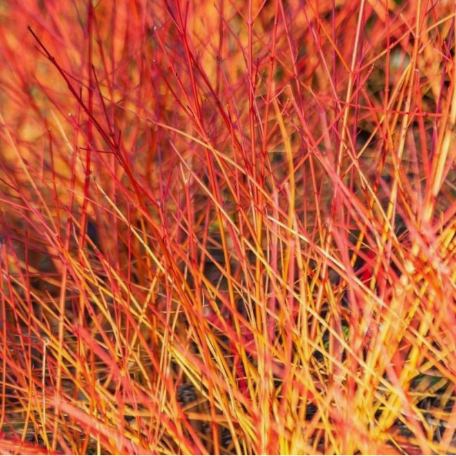 Dereń Winter Flame Cornus sanguinea