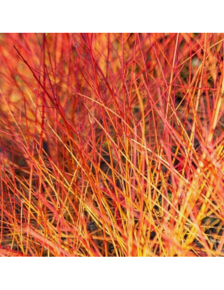 Dereń Winter Flame Cornus sanguinea