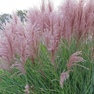 Gracillimus Miscanthus sinensis Miskant chiński