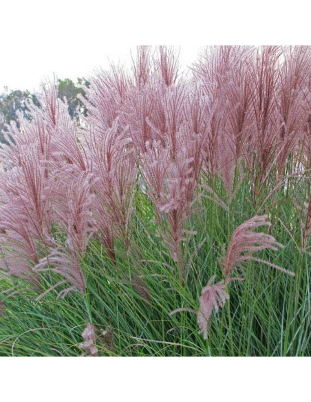Gracillimus Miscanthus sinensis Miskant chiński