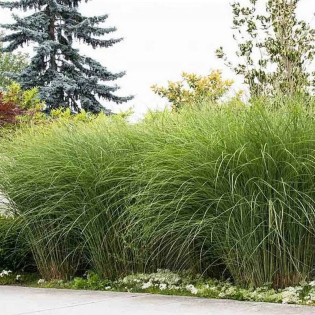 Gracillimus Miscanthus sinensis Miskant chiński 2