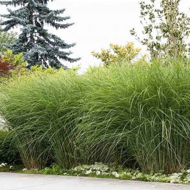 Miskant chiński Gracillimus Miscanthus sinensis