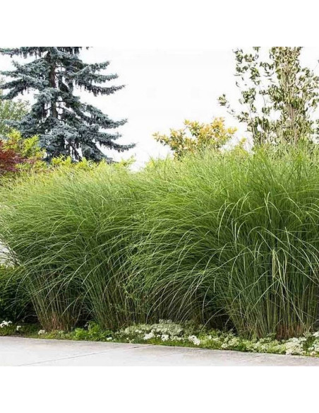 Miskant chiński Gracillimus Miscanthus sinensis