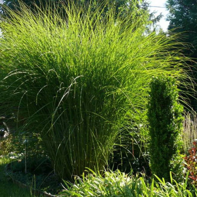 Miskant chiński Miscanthus sinensis Gracillimus