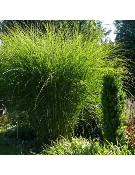 Miskant chiński Miscanthus sinensis Gracillimus