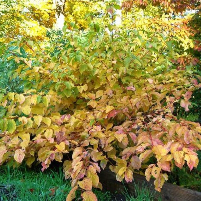 sanguinea Cornus Dereń Winter Flame